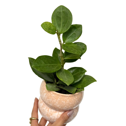 Hoya Christine avec ses feuilles vertes brillantes en forme d'ovale, pousse dans un pot décoratif en céramique rose saumon