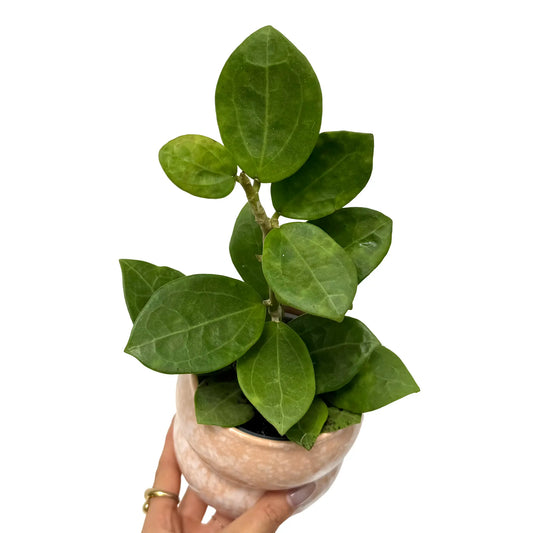 Plante Hoya Christine avec ses feuilles vert foncé et ses nervures apparentes dans un pot en céramique rose marbré