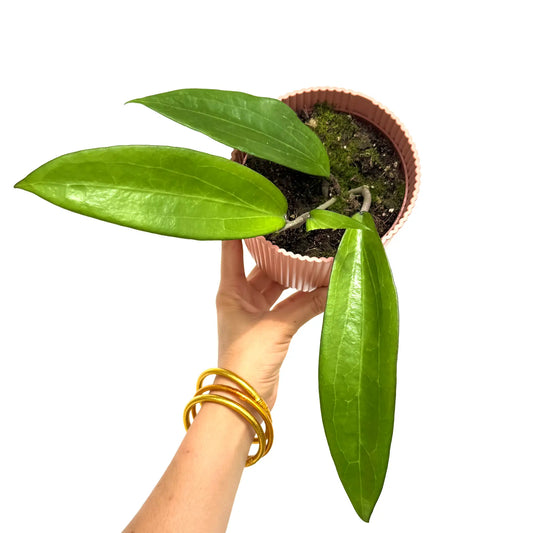 Hoya Cinnamomifolia