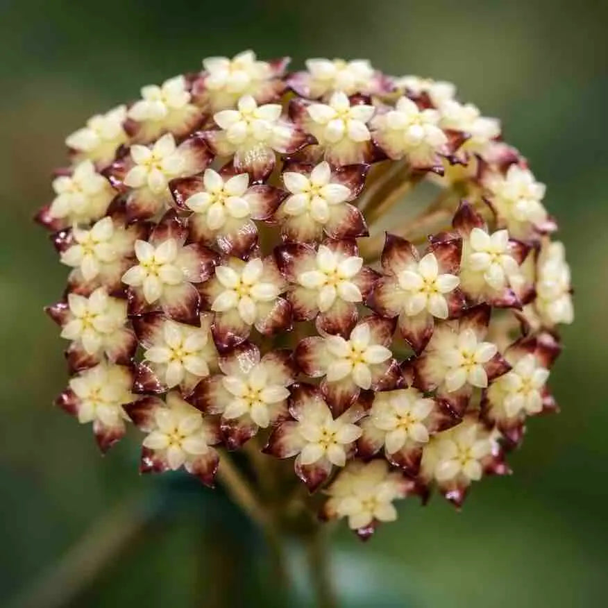 Belles fleurs de Hoya Clemensiorum, en grappe sphérique, aux pétales crème et corolles marron