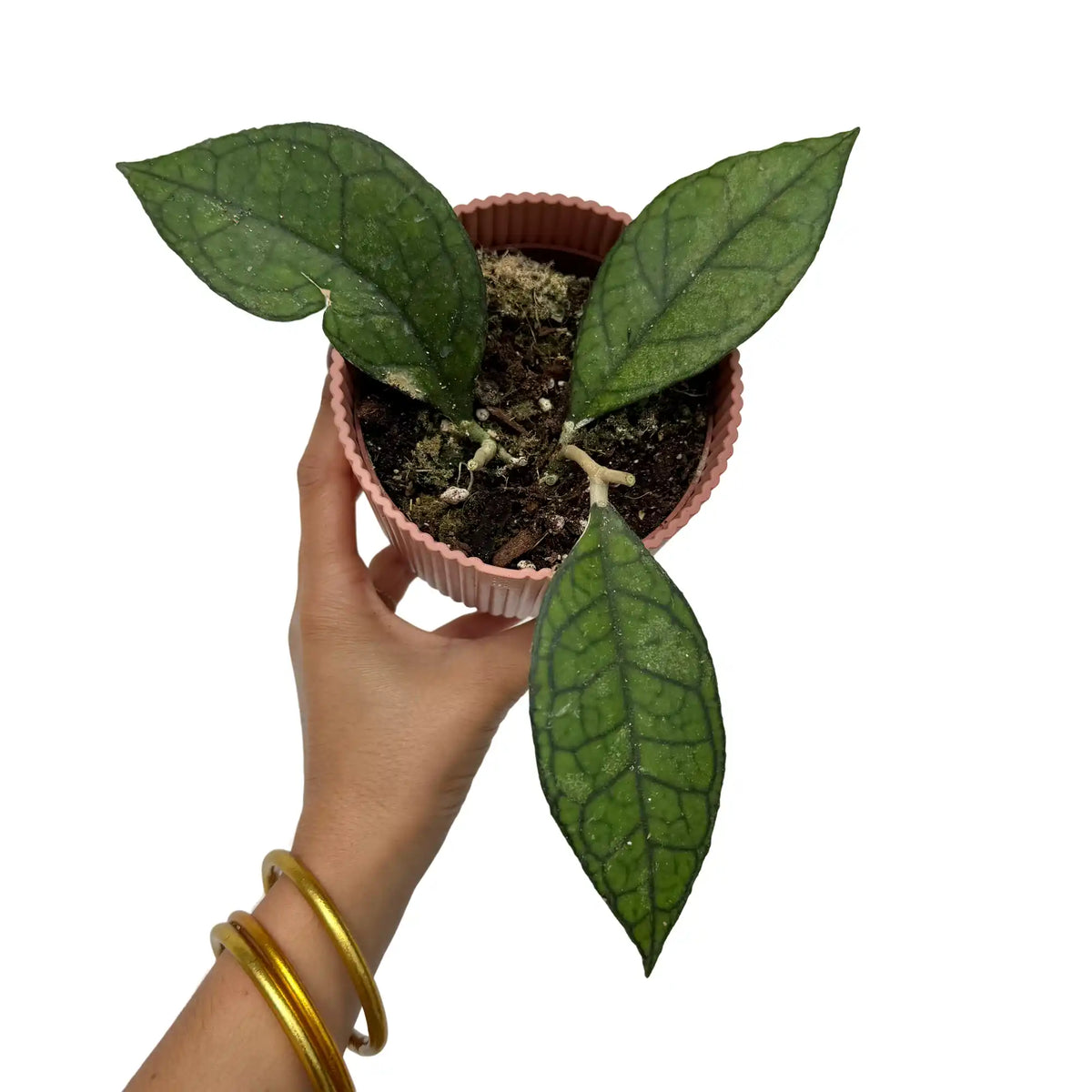Hoya Clemensiorum