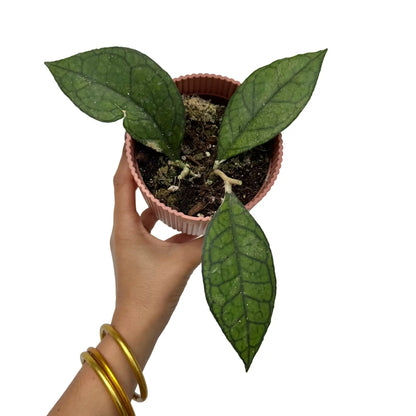 Hoya Clemensiorum