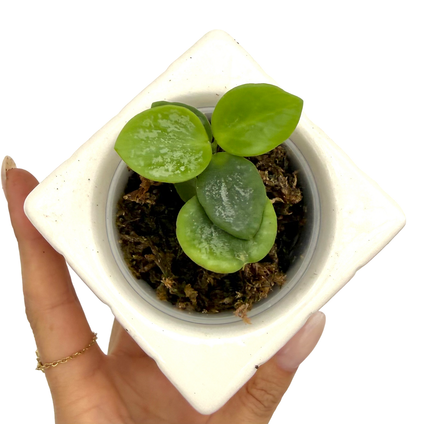 Hoya Collina