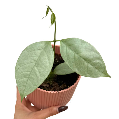 hoya coriacea silver - plantandstories