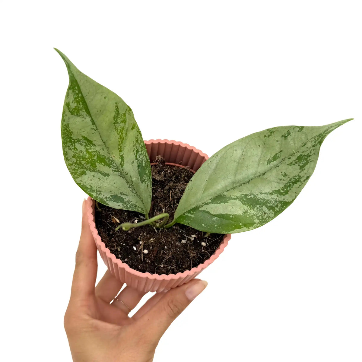 hoya coriacea silver