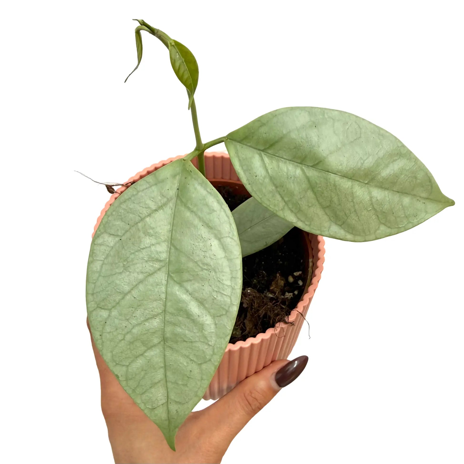 hoya coriacea silver - plantandstories