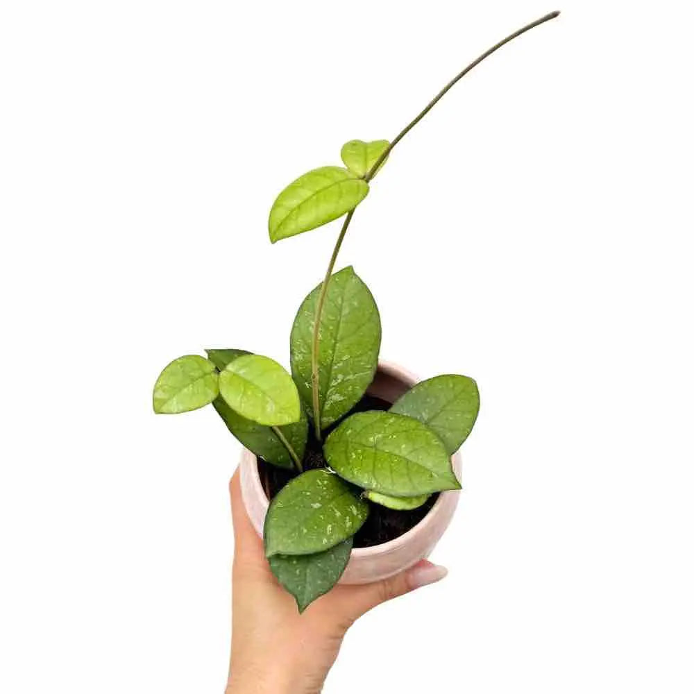 Hoya Crassipetiolata