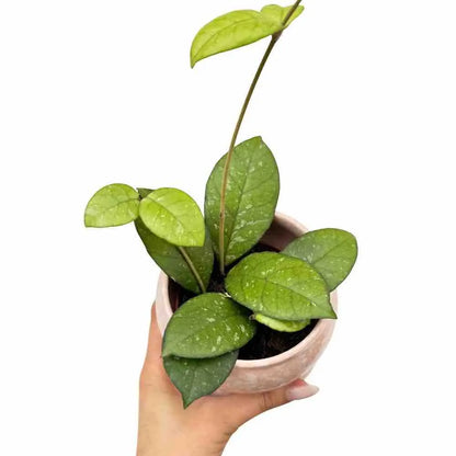 Hoya Crassipetiolata