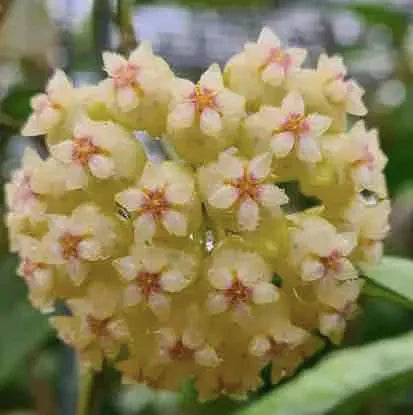 Hoya Crassipetiolata