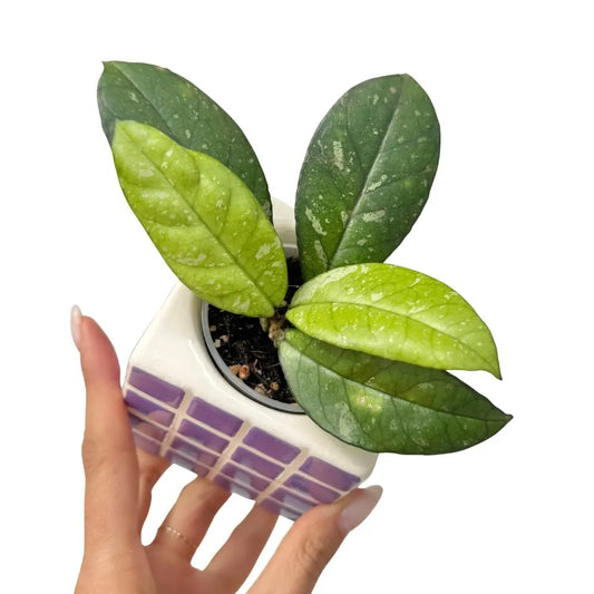 Hoya Crassipetiolata