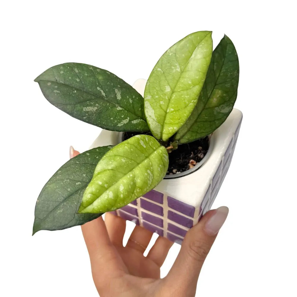 Hoya Crassipetiolata