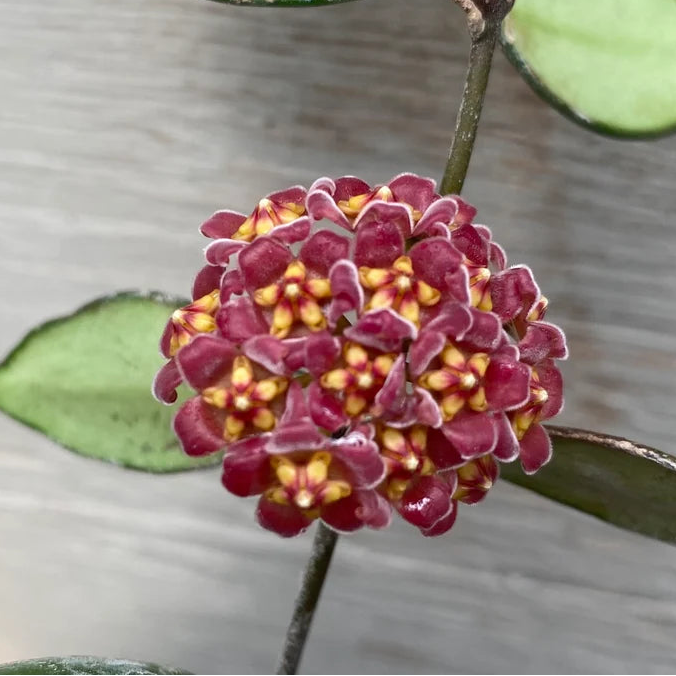 Hoya Davidcummingii
