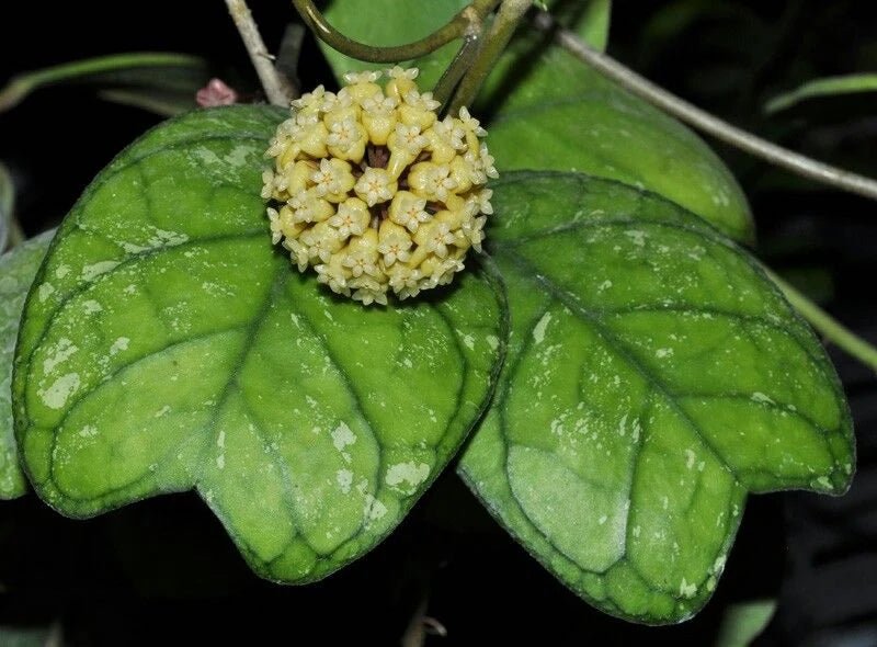 Gros plan sur une Hoya Deykeae, son bouquet de fleurs jaune clair posé sur de belles feuilles vertes nervurées