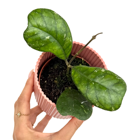 Hoya Deykeae