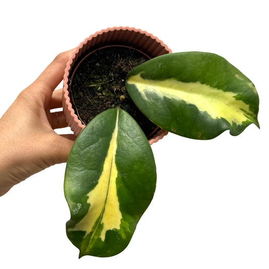 Hoya diversifolia 'Maharani' - plantandstories