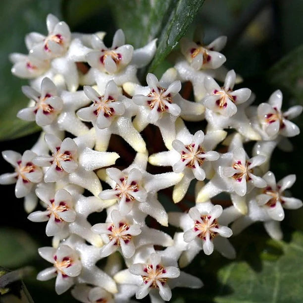 Hoya Elliptica