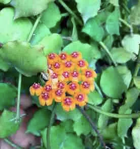 Hoya Endauensis