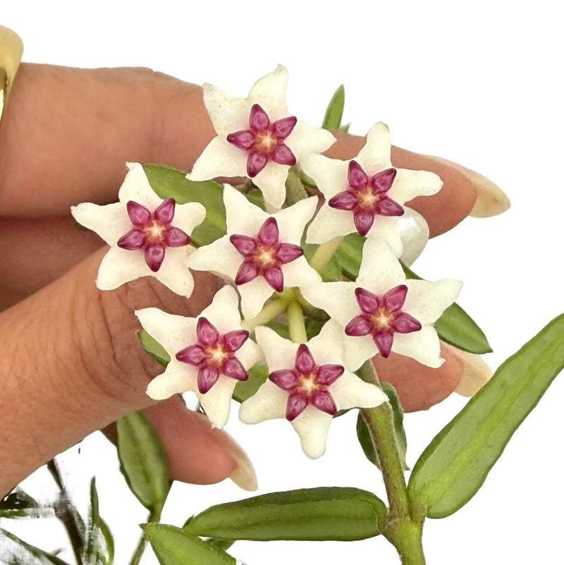Hoya Engleriana