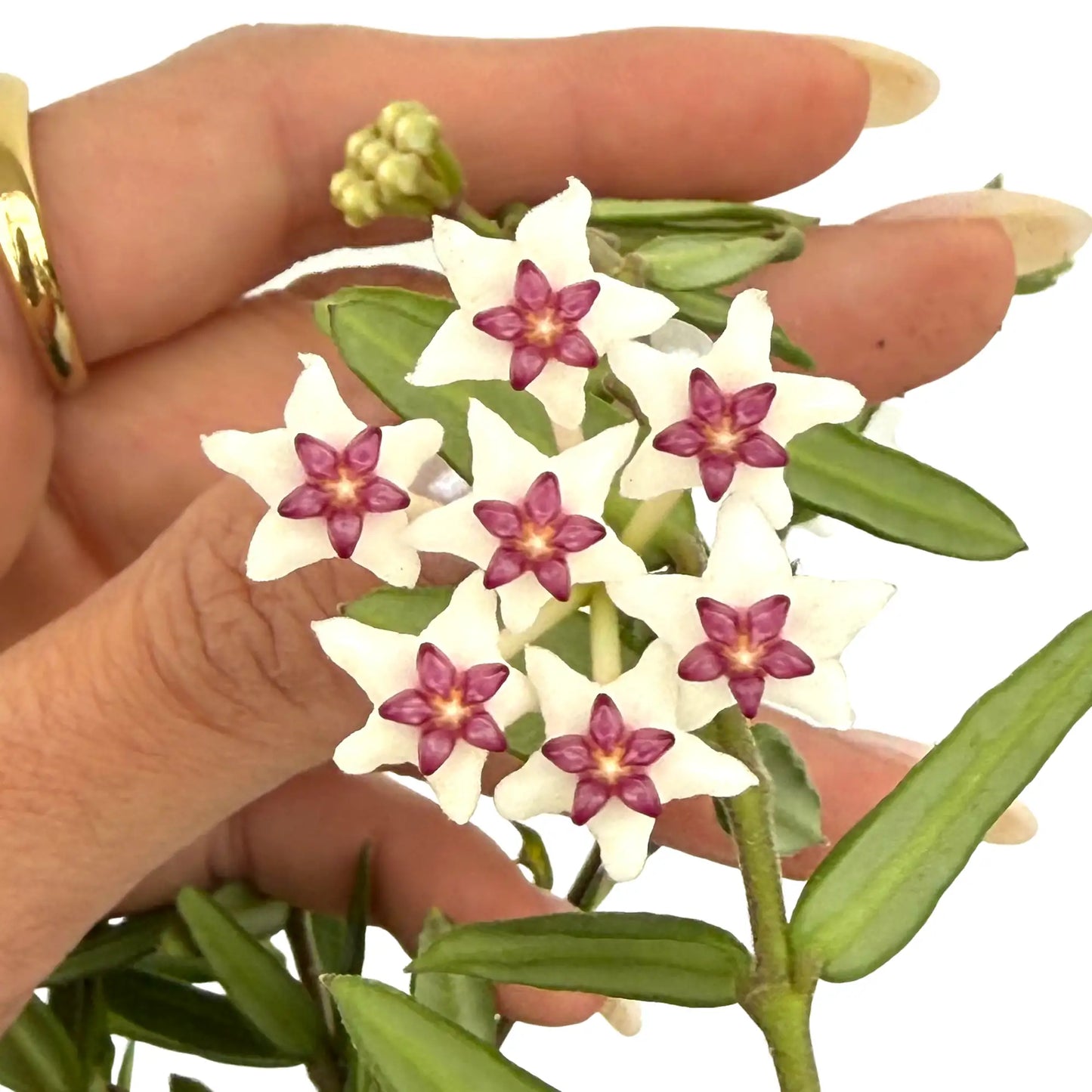 Hoya Engleriana - plantandstories