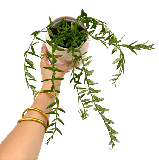 Hoya Engleriana - plantandstories