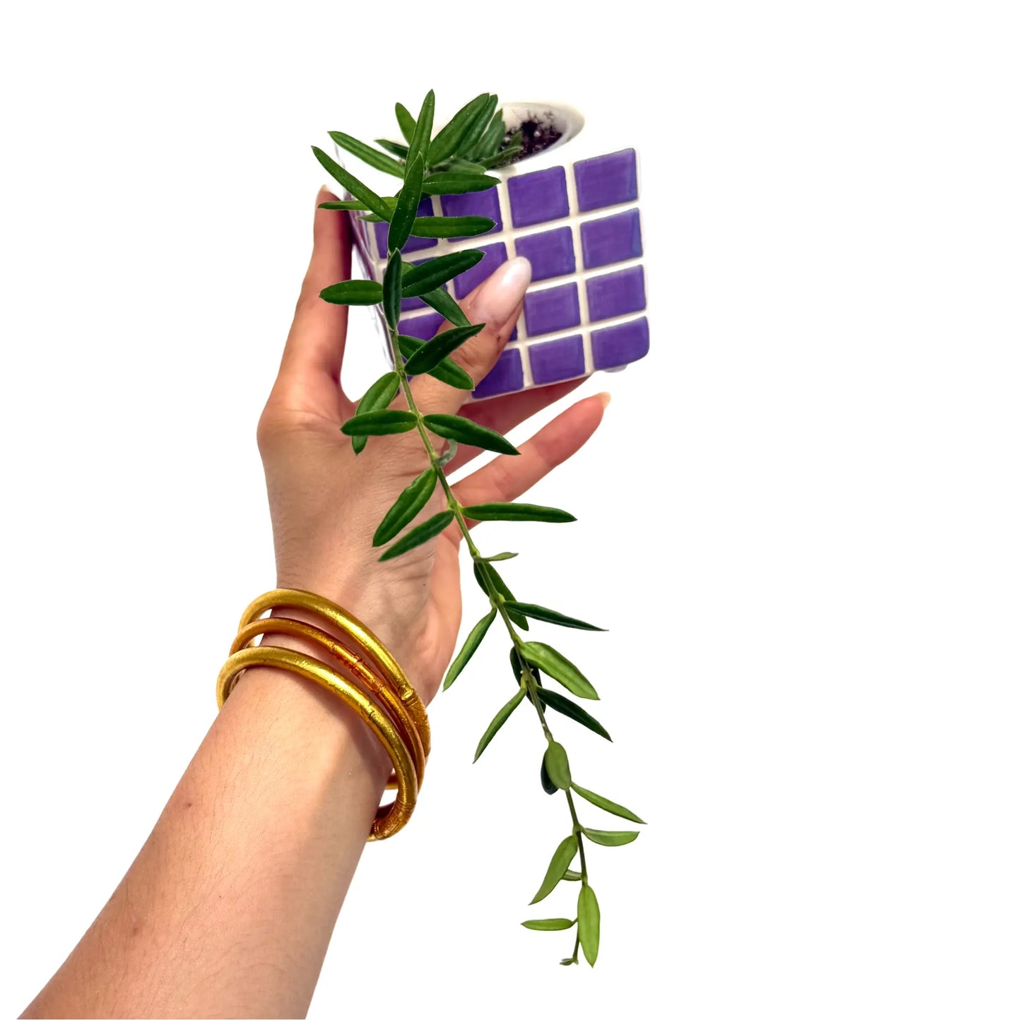 Hoya Engleriana