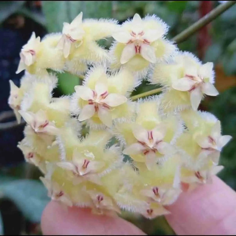 Hoya Erythrina