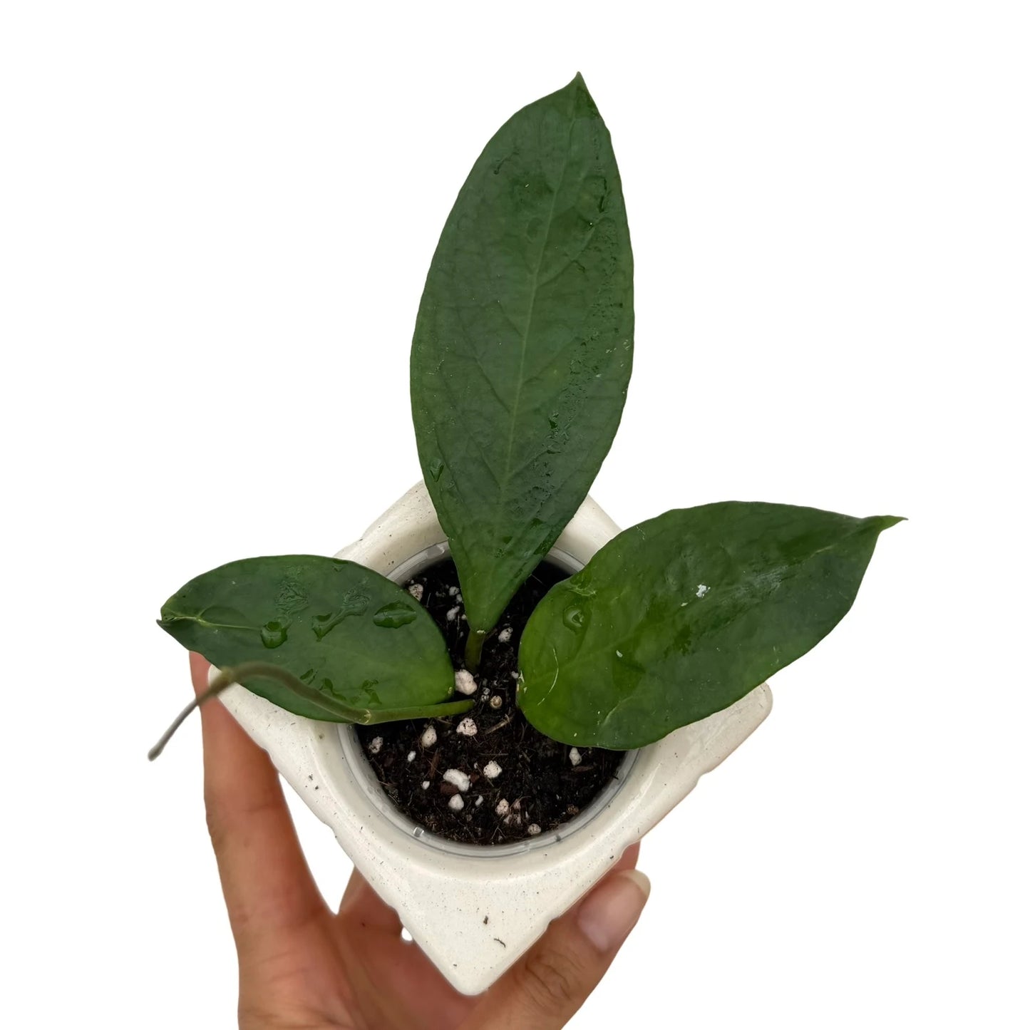 Hoya sp. Flores Island UT038
