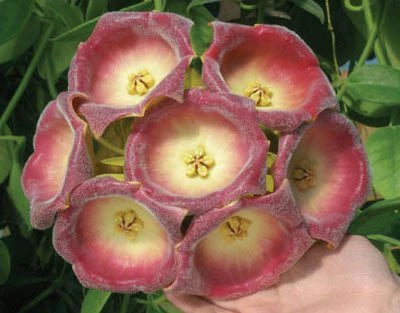 Hoya Gigas