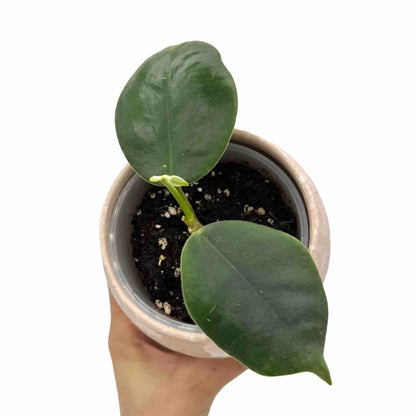 Petite plante Hoya Gigas avec deux grandes feuilles vert foncé et une jeune pousse dans un pot en céramique rose clair