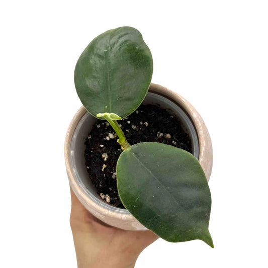 Petite plante Hoya Gigas avec deux grandes feuilles vert foncé et une jeune pousse dans un pot en céramique rose clair