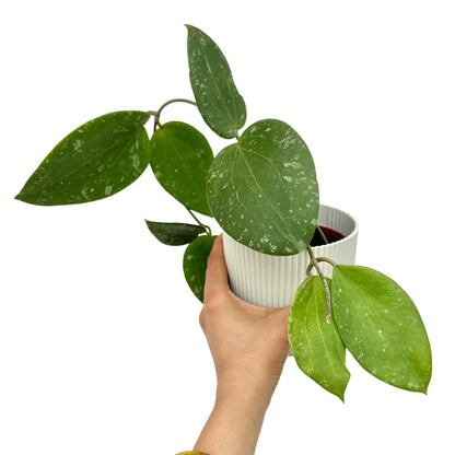 Hoya Glabra Splash