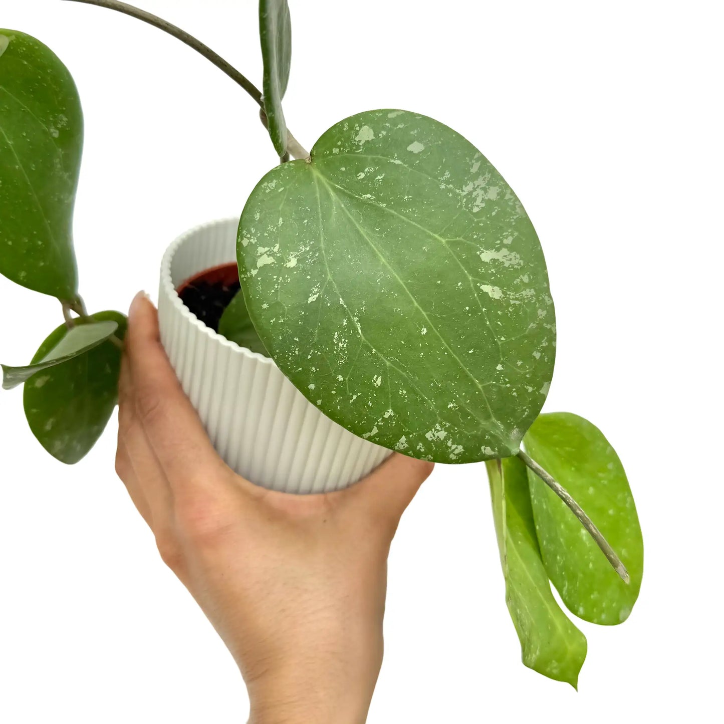 Hoya Glabra Splash