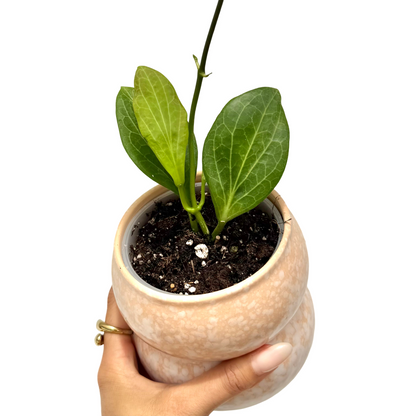 Une jeune Hoya Hellwigiana aux feuilles vert clair avec de belles nervures foncées, dans un pot texturé pêche