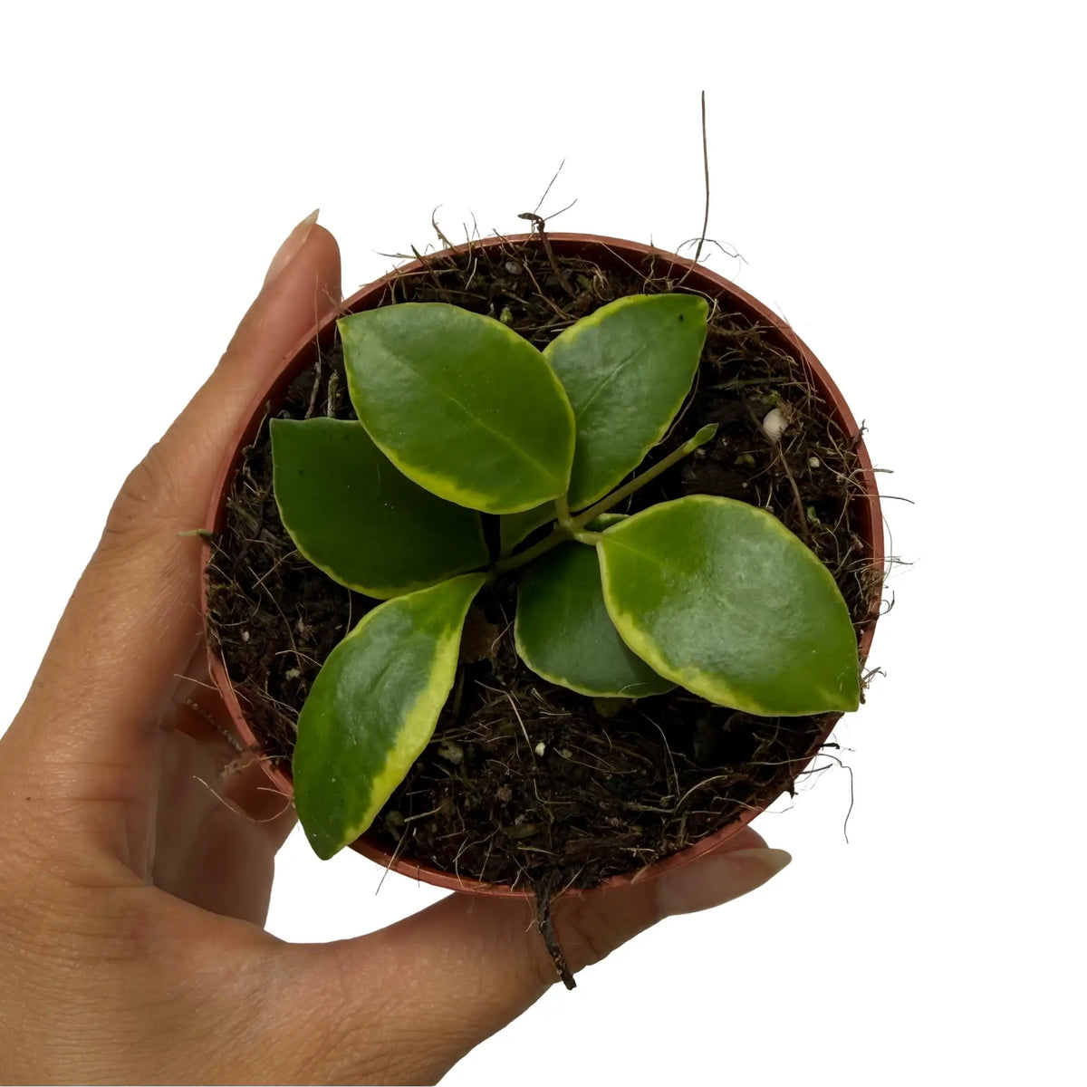 Hoya heuschkeliana albomarginata avec de belles feuilles vertes ourlées de jaune dans un pot de culture marron
