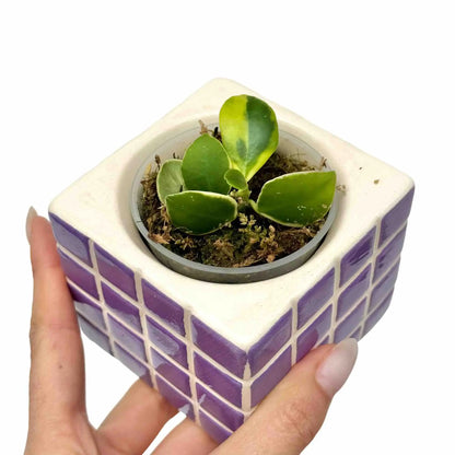 Un jeune hoya heuschkeliana albomarginata dans un pot blanc et violet avec des motifs de carreaux
