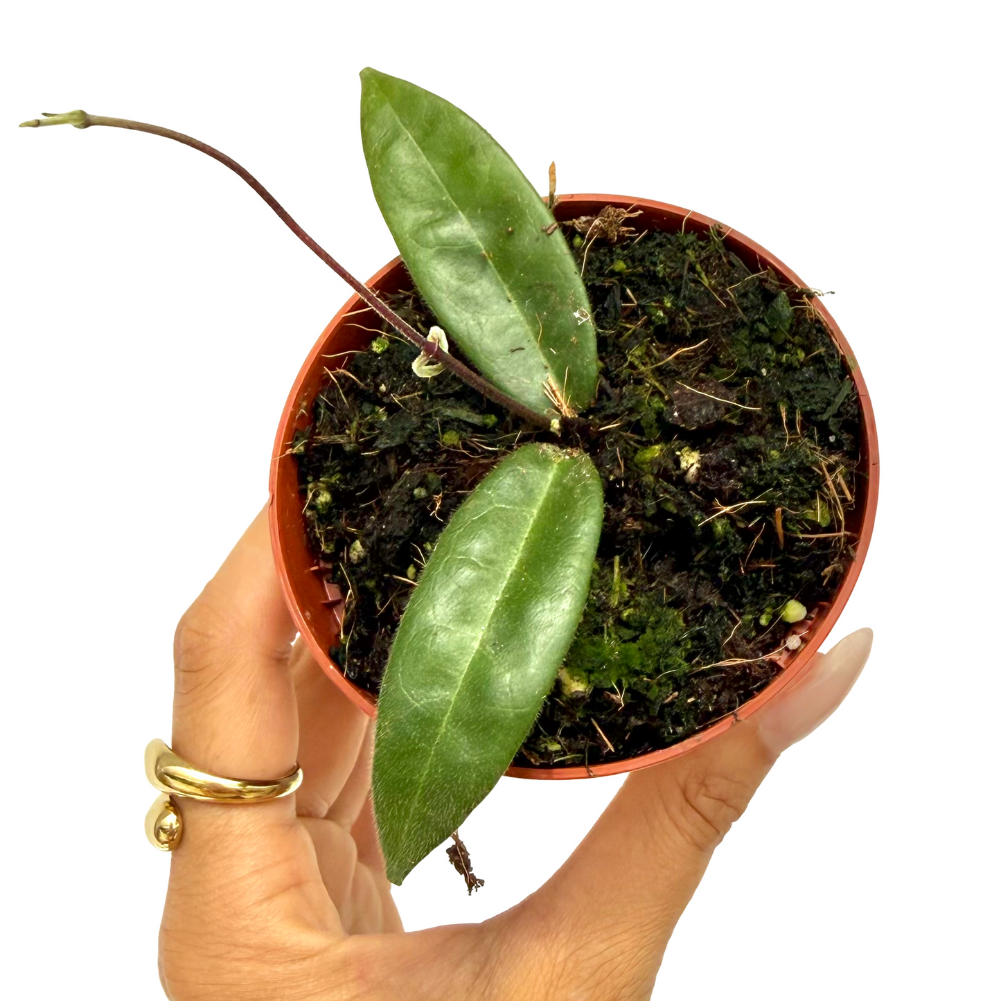 Hoya Hypolasia