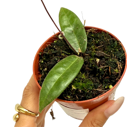 Hoya Hypolasia
