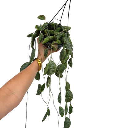 Hoya Imbricata