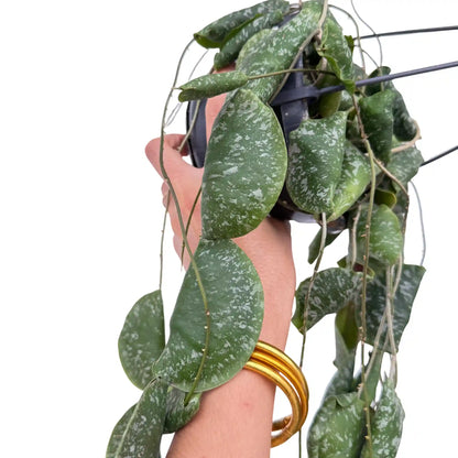 Hoya Imbricata