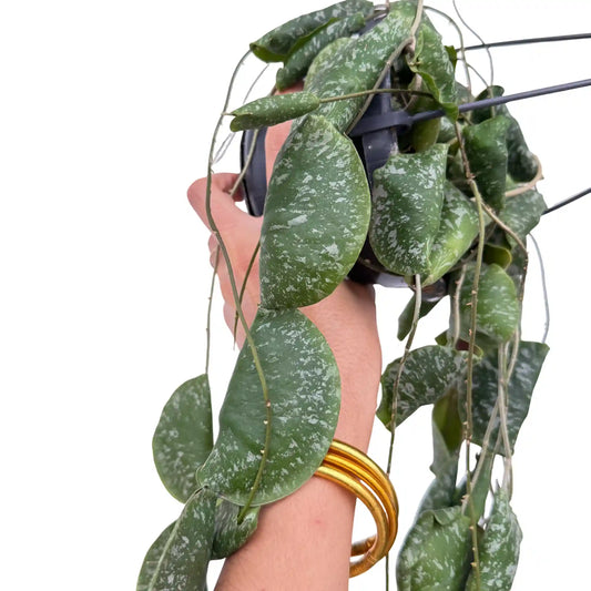 Hoya Imbricata