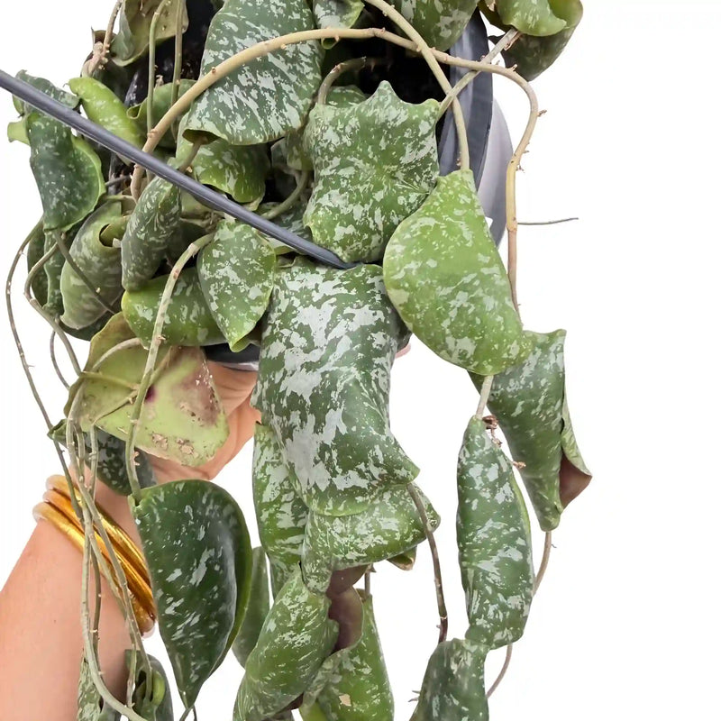 Hoya Imbricata