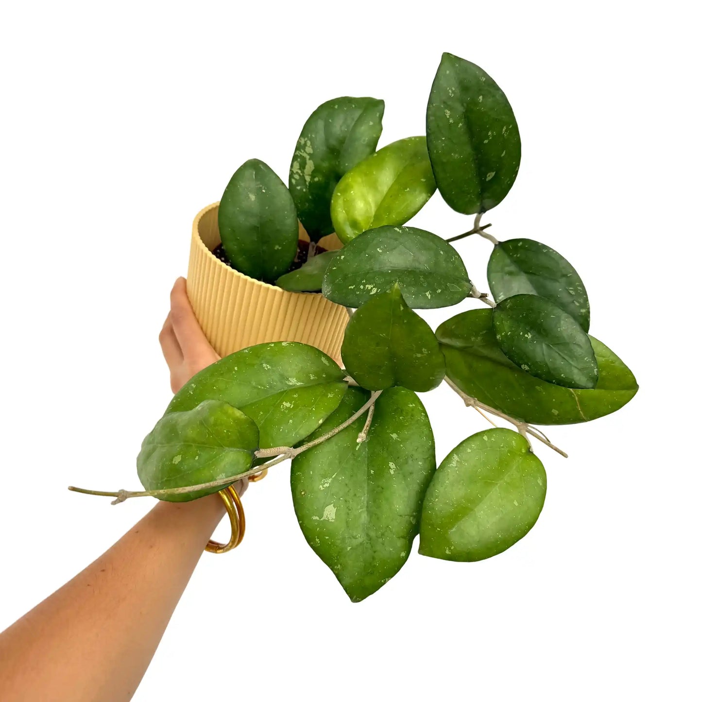Hoya Joy