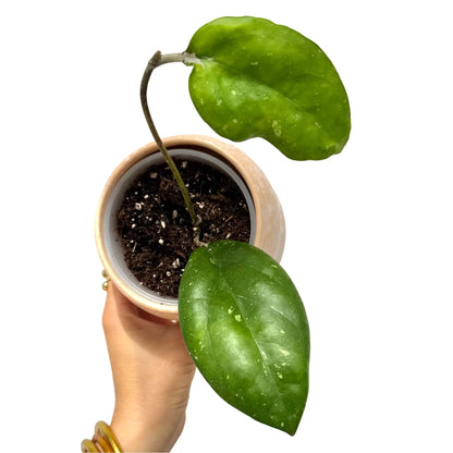 Le Hoya Joy est un plant avec deux grandes feuilles vertes tachetées de blanc dans un pot couleur pêche