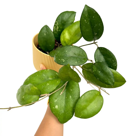 Hoya Joy