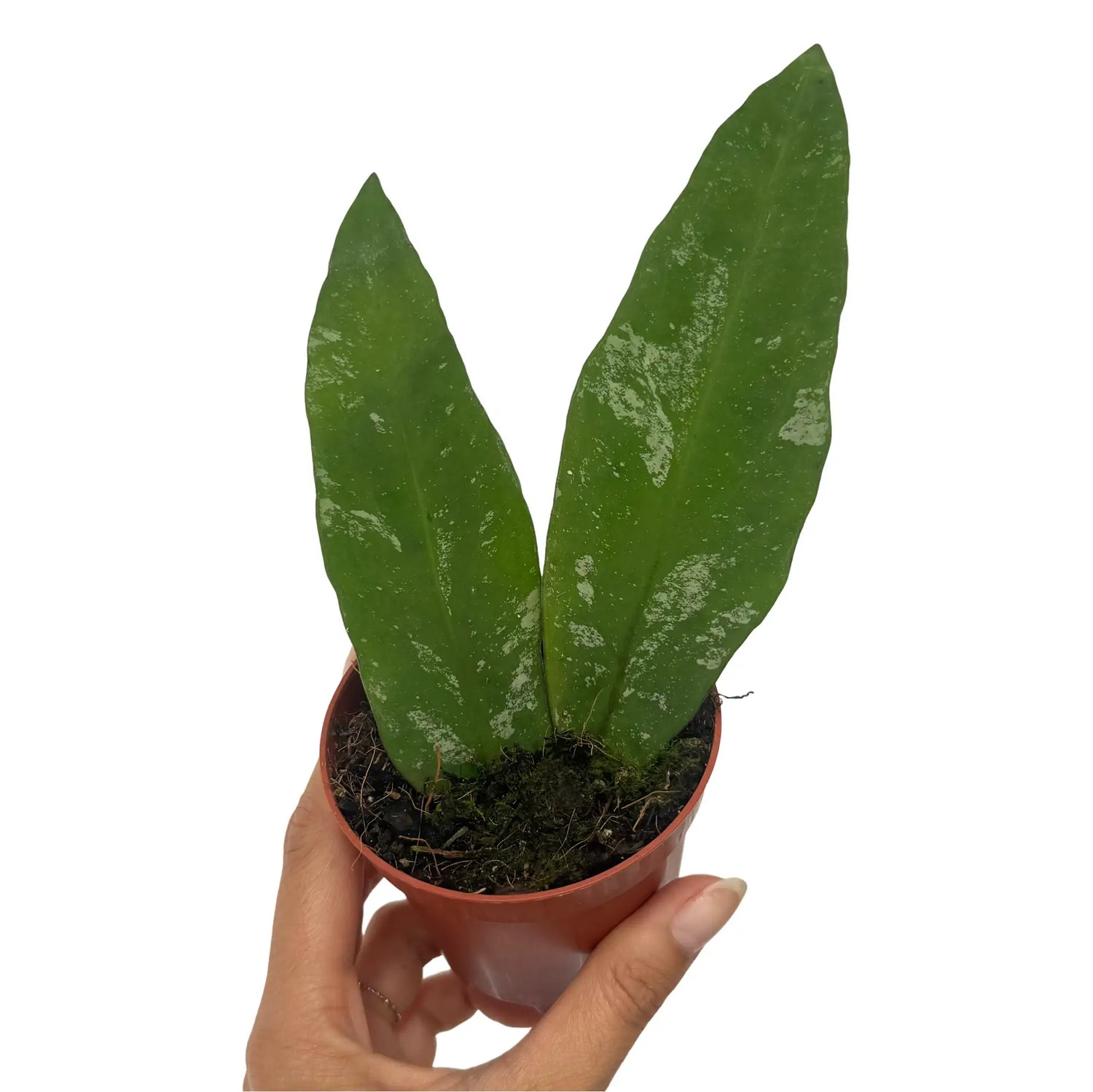 Hoya kaikoana Splash