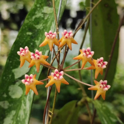 Grappe de fleurs de Hoya kaikoana 'Splash' avec des pétales orangés en étoile et un centre rose pâle