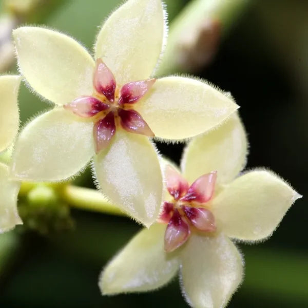 Fleurs étoilées jaune pâle aux bords duveteux et cœur rose de la plante Hoya Kastbergii
