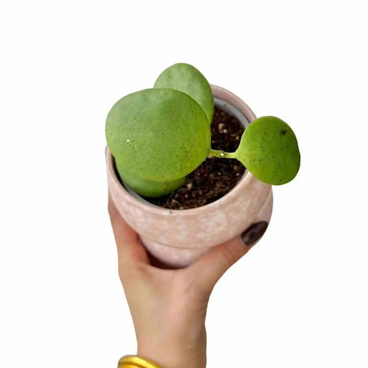 Hoya Kastbergii