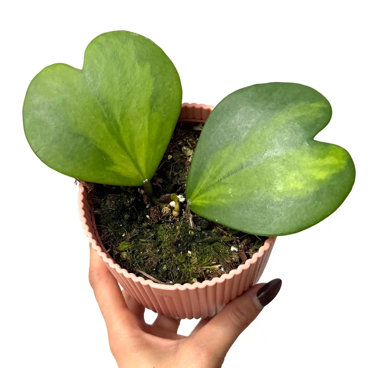 Hoya Kerrii Inner Variegata - plantandstories