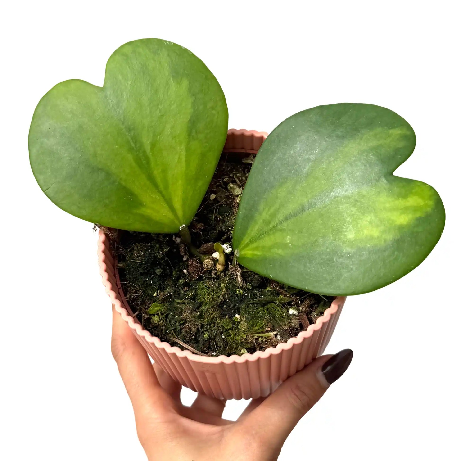 Hoya Kerrii Inner Variegata - plantandstories